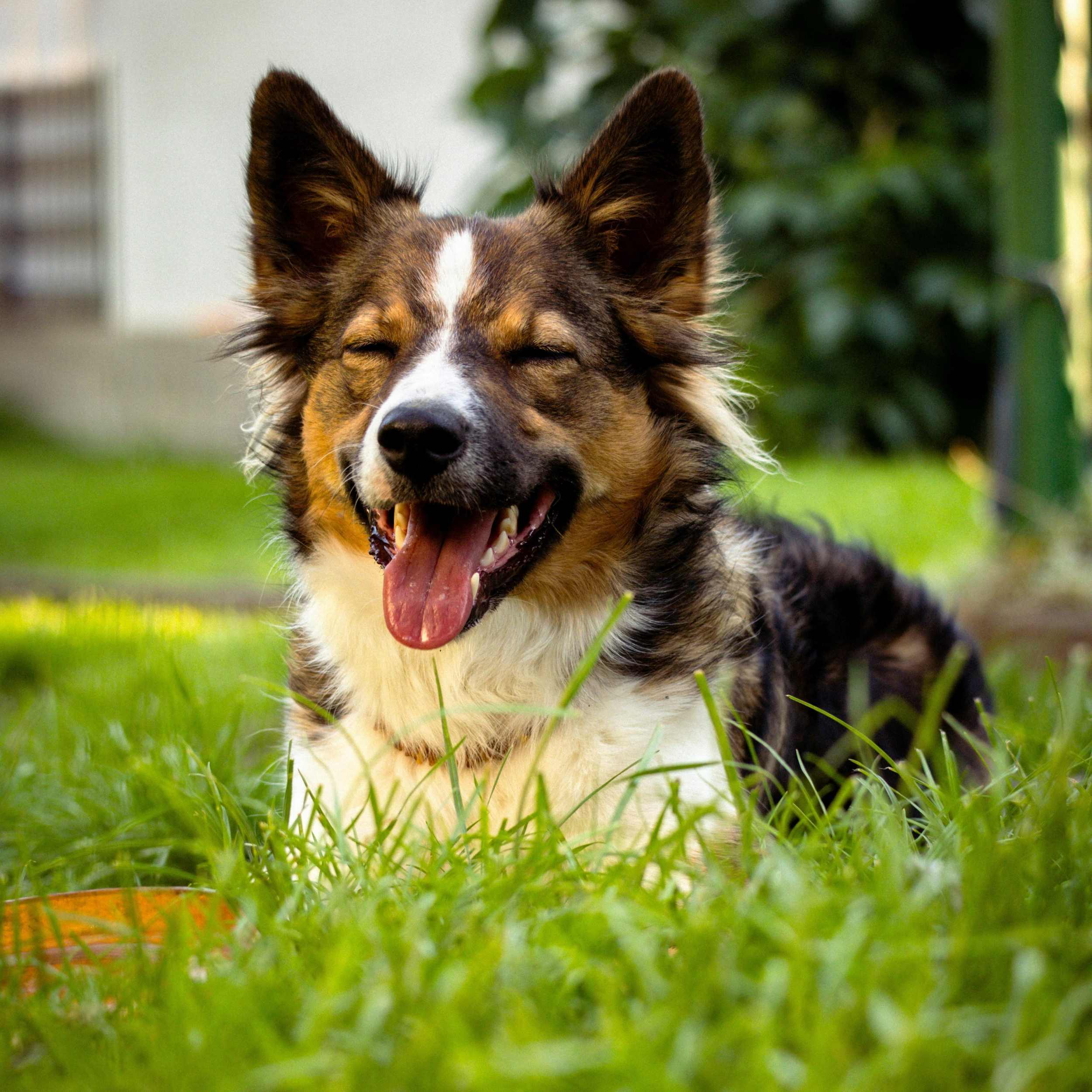 Milo_dog