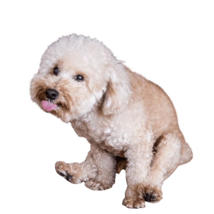 a-dog-wearing-sunglasses-and-a-gold-chain-on-transparent-background-free-png Smiling Boxer Dog<br />